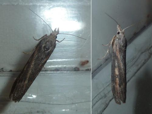 Lamoria zelleri